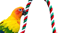 What is a bird rope perch?