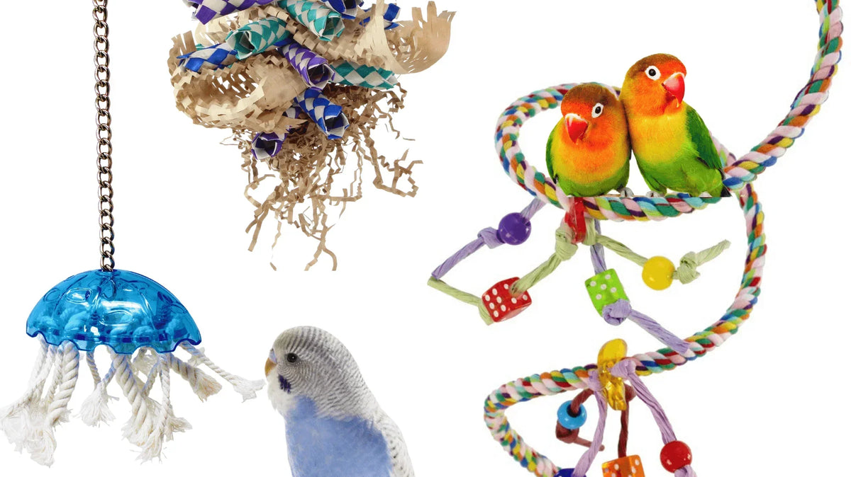 What are The best toys for your small bird?