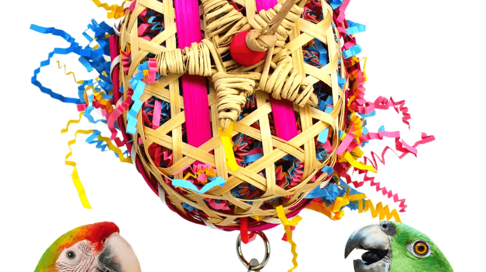 There's a New Parrot In Our House! bonka bird toys