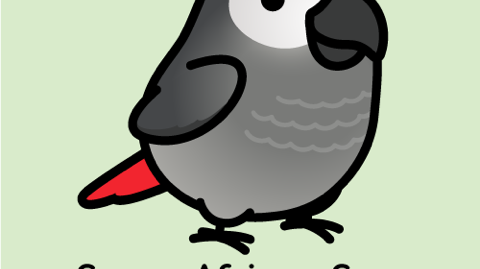 The African Grey Parrot: An Overview by bonka bird toys