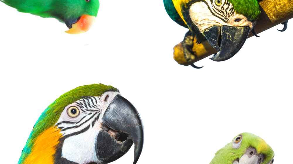 Thinking about a Parrot? bonka bird toy toys