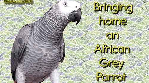 The African Grey Parrot: Bringing Home an African Grey
