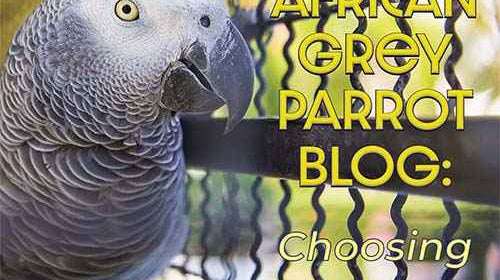 The African Grey Parrot: Choosing a Cage
