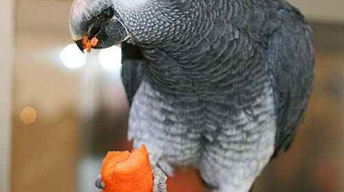 The African Grey Parrot: Proper Diet and Feeding