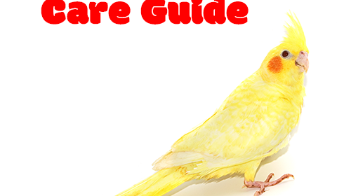 What's Involved in Caring for A Cockatiel?