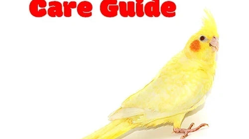 What's Involved in Caring for A Cockatiel?