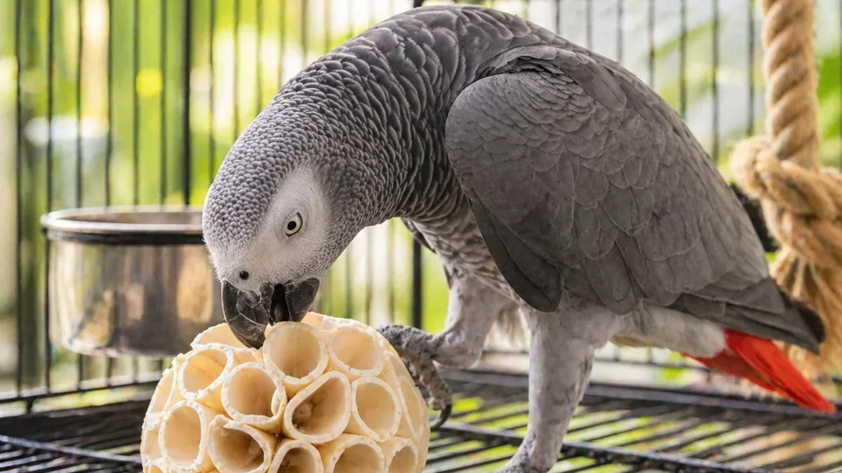 What are good bird foot toys?
