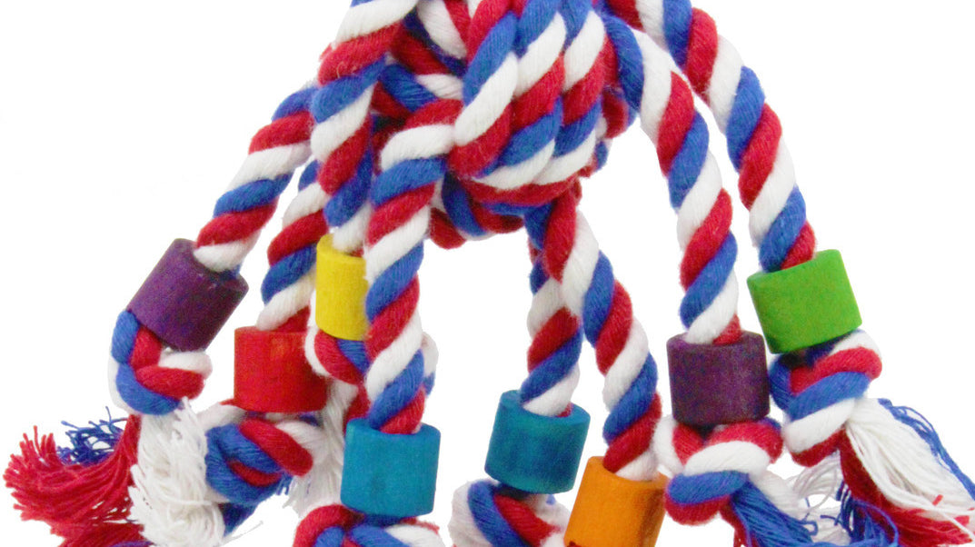 What are the Best Toys for Conures?