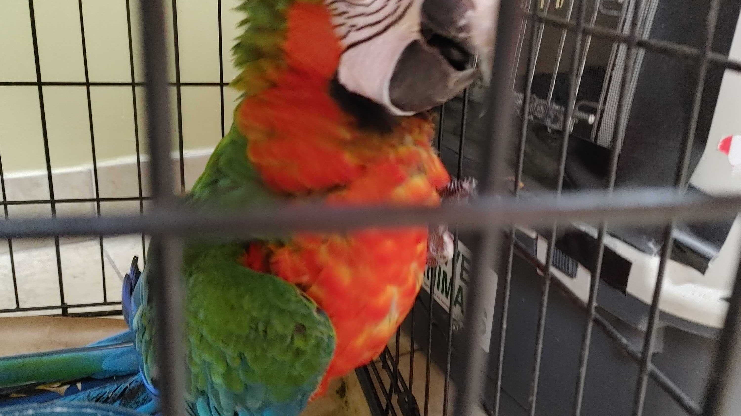 Bird Nerds of Florida Flocks to Bonka Bird Toys