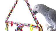What is the best selling Parrot Swing from bonka bird toys featuring a colorful triangle rope design with a parrot.