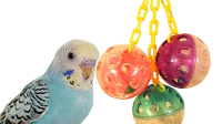 A colorful parakeet with the best bird toys for parakeets hanging nearby, suitable for pet enrichment and play.