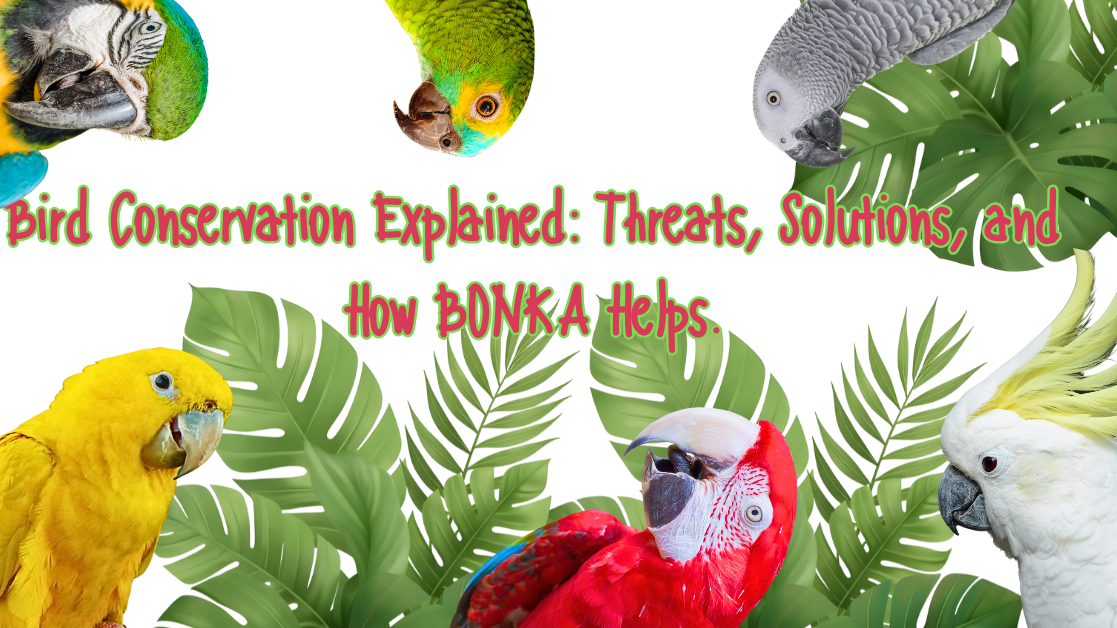 Colorful parrots with tropical leaves background and text, 'Bird Conservation Explained: Threats, Solutions, and How BONKA Helps'.
