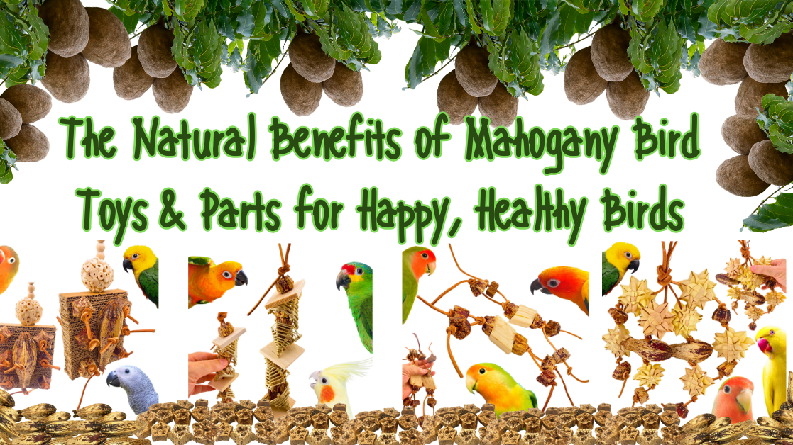 Various mahogany bird toys benefits showcased with vibrant birds and natural elements for healthy pet enjoyment.