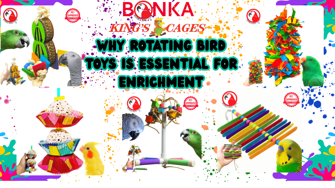 Why Rotating Bird Toys Is Essential for Enrichment with vibrant bird toys and birds.