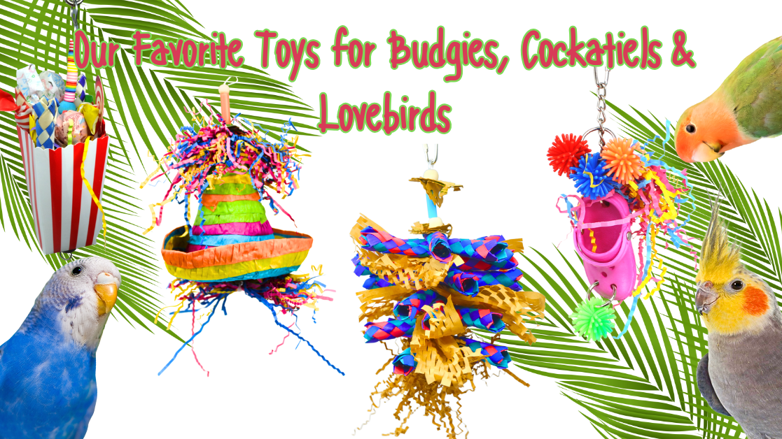 Toys for budgies cockatiels lovebirds displayed among colorful decorations and playful birds.