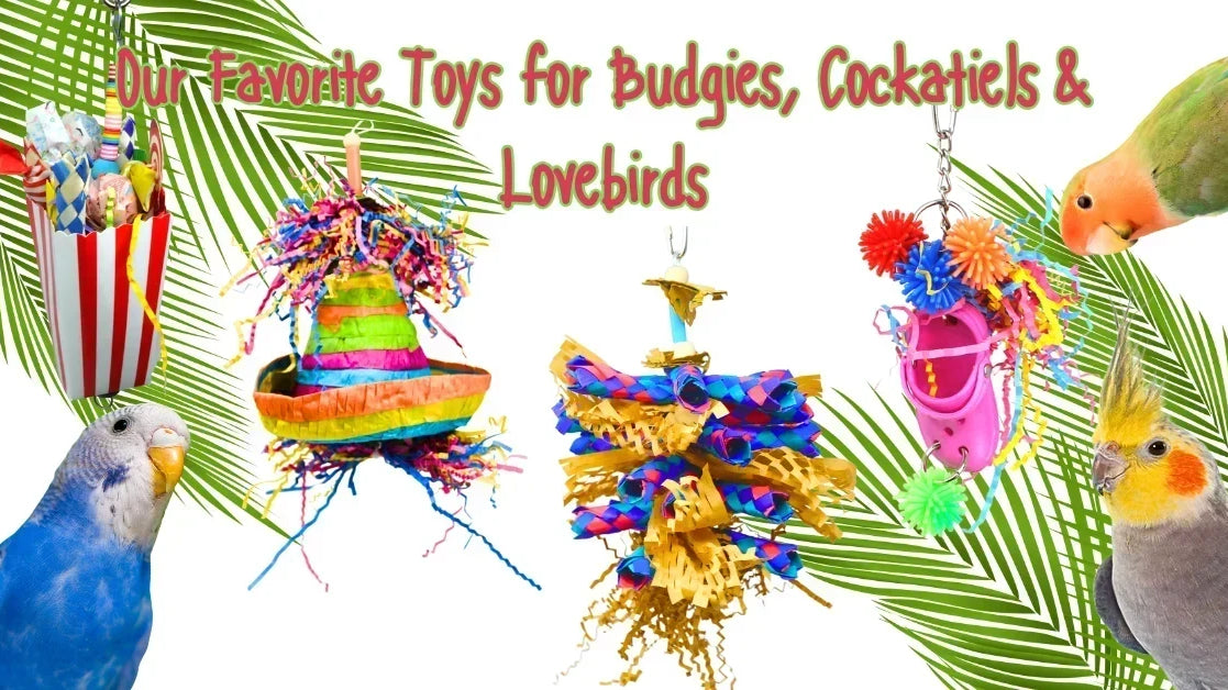 Our Favorite Toys for Budgies, Cockatiels & Lovebirds