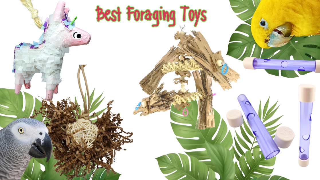 Why Birds Need Foraging Toys displayed with colorful options and tropical leaves.