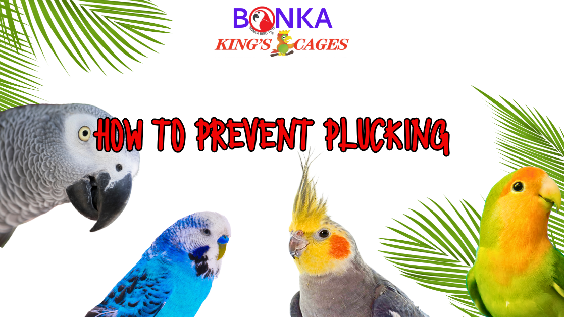 How to Prevent Feather Plucking with colorful birds and tropical leaves in the background.