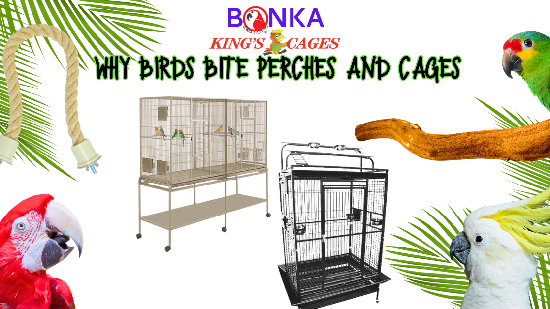Why Birds Bite Their Perches or Cages with colorful birds, cages, and perches in a vibrant setting.