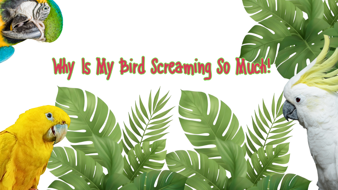 Colorful birds with tropical leaves and text 'Why Is My Bird Screaming So Much!' for bird care insights.