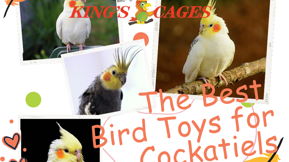 The Best Toys for Cockatiels showcasing playful birds enjoying cockatiel toys for happiness and health.