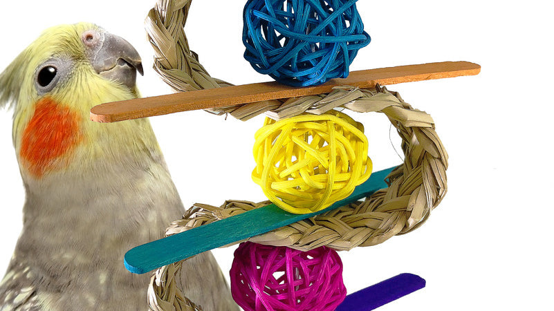 What are the Best Toys for Cockatiels?