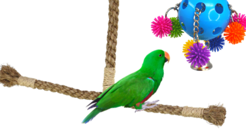 What perches are good for parrots? bonka bird toys