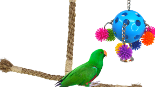 What perches are good for parrots? bonka bird toys