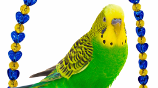 What is the best bird toy from bonka bird toys parrot toy?