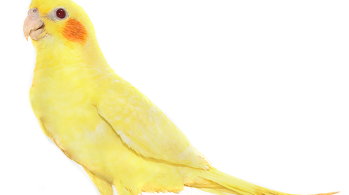 Amy and Her Pet Cockatiel, Posey by bonka bird toys?