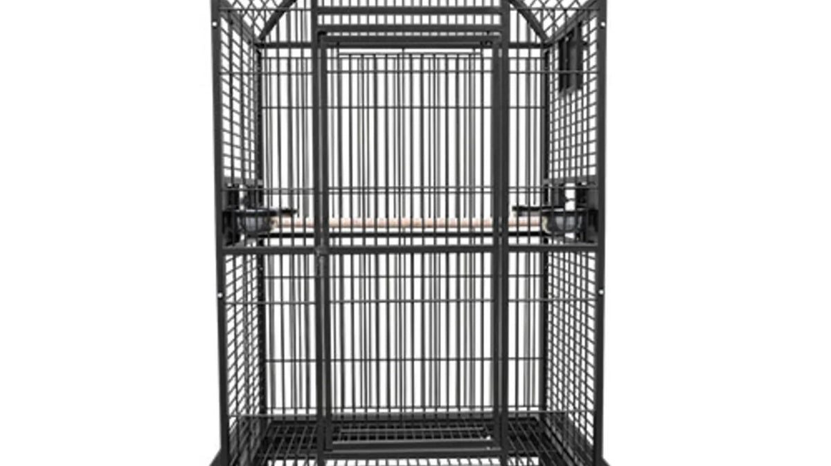 Eclectus Parrot Be Happy in the Kings Cages 9003628 Cage?