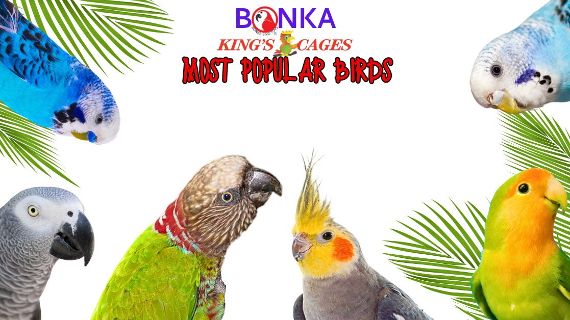 Various colorful birds displayed with tropical leaves, showcasing popular pet birds that win our hearts.