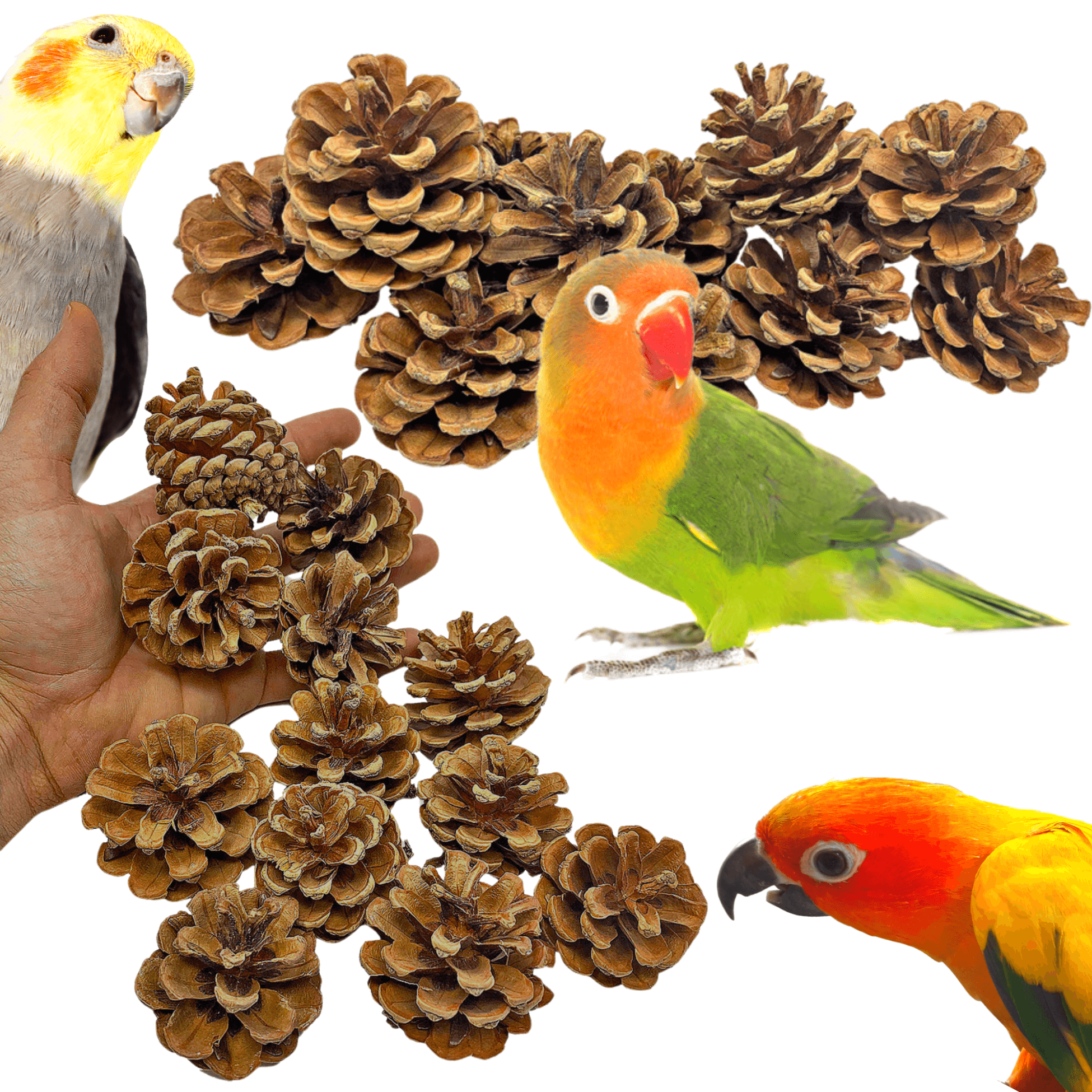 3284 Pk12 Natural Pinecones - Bonka Bird Toys