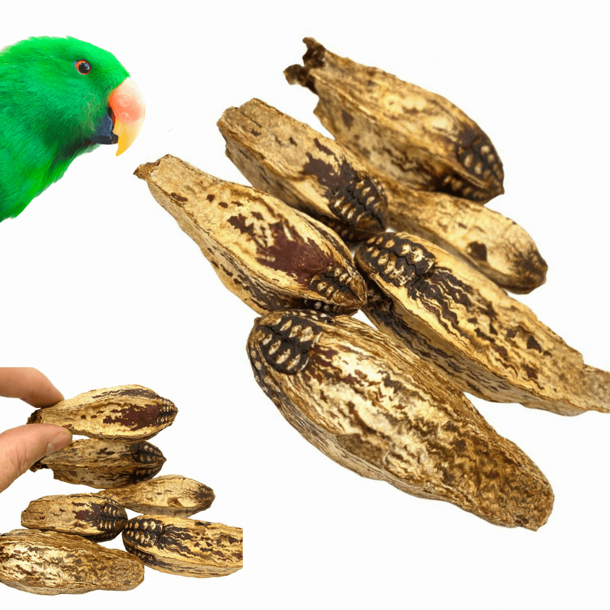 2449 Pk6 Mahogany Pods - Bonka Bird Toys