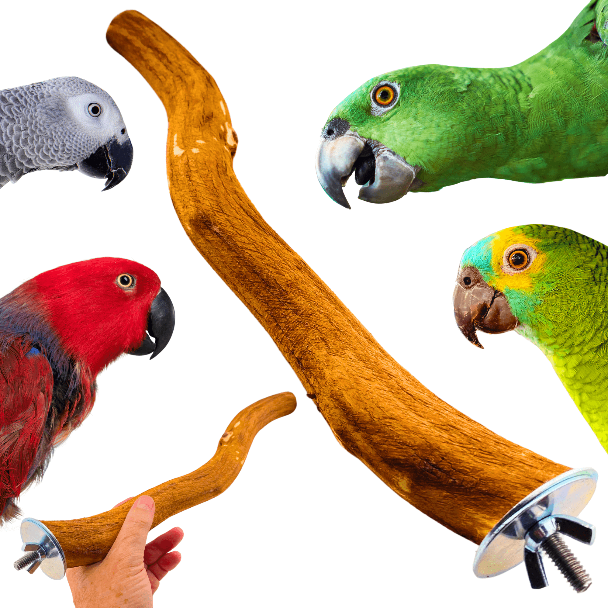 3651 Dragonwood Perch - Bonka Bird Toys