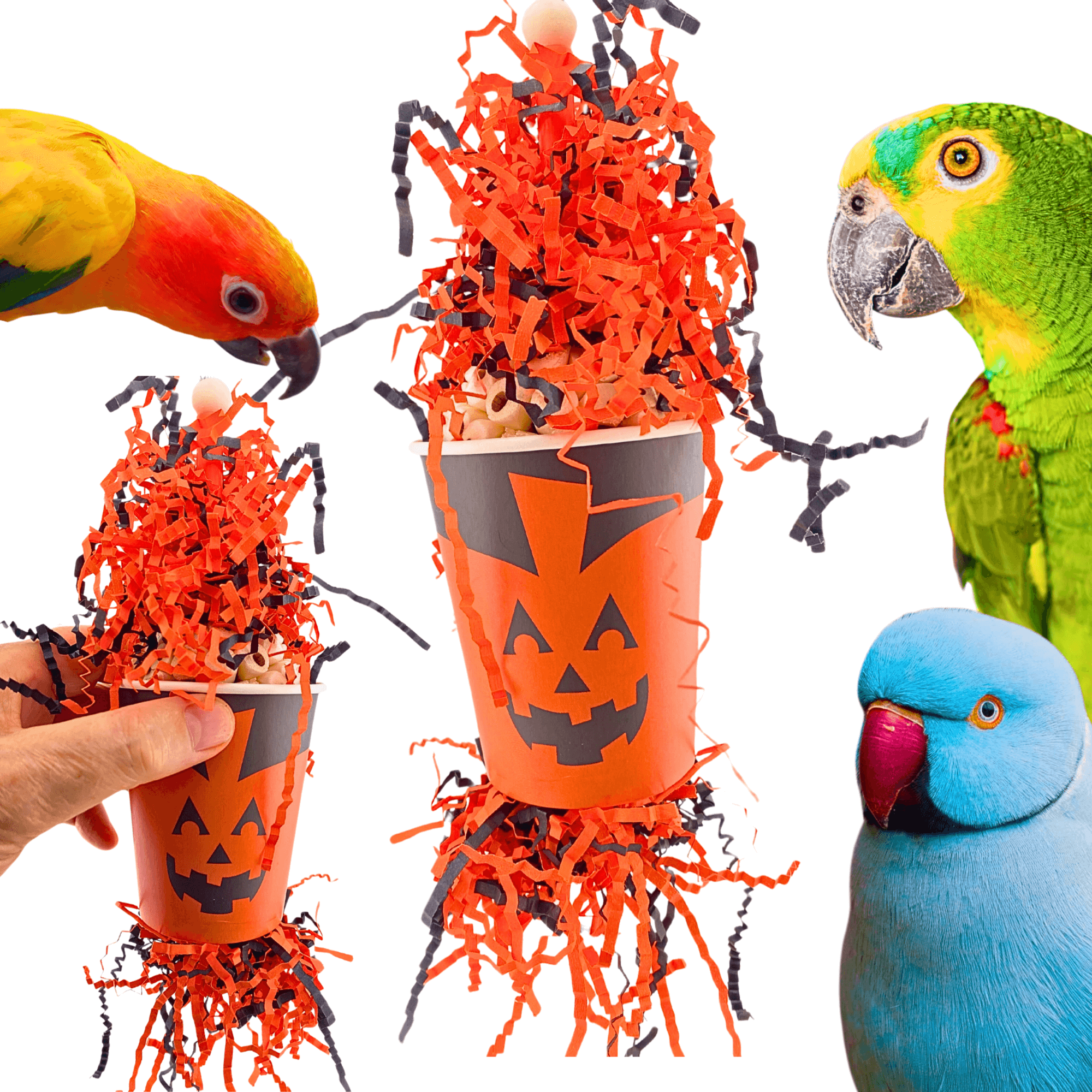 2869 Pumpkin Forager - Bonka Bird Toys