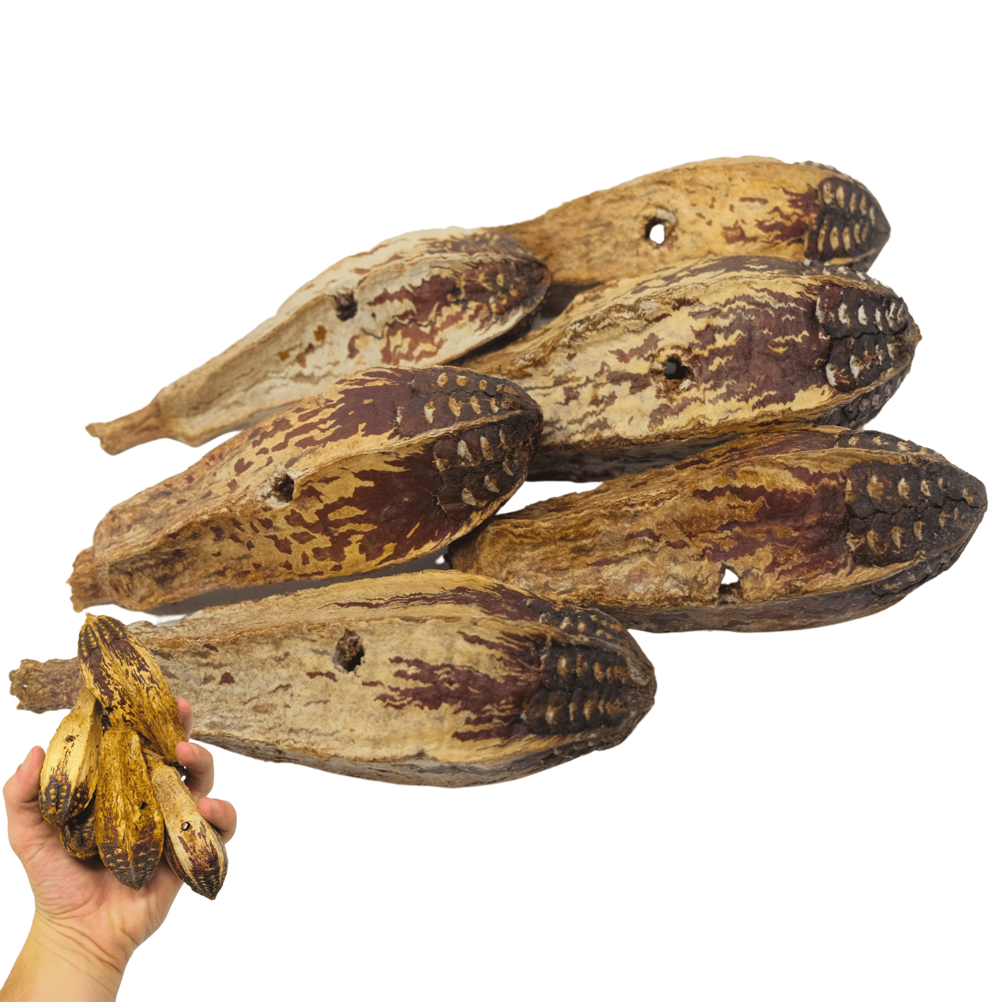 3410 Pk6 Drilled Mahogany Pods - Bonka Bird Toys