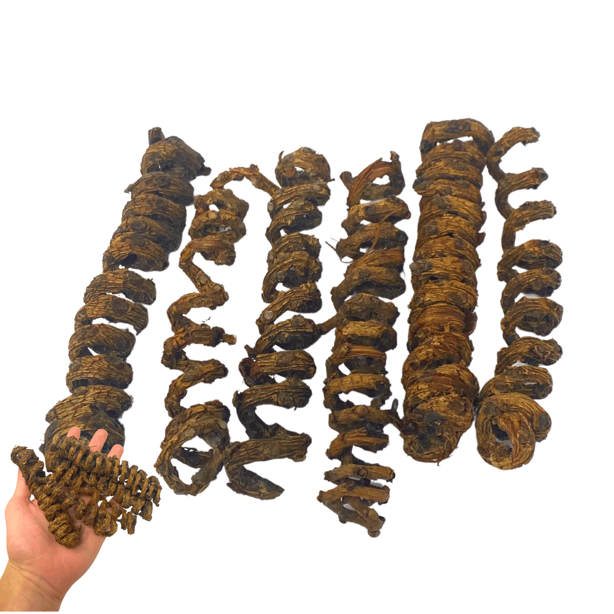 2927 Pk6 Wine Palm Springs - Bonka Bird Toys