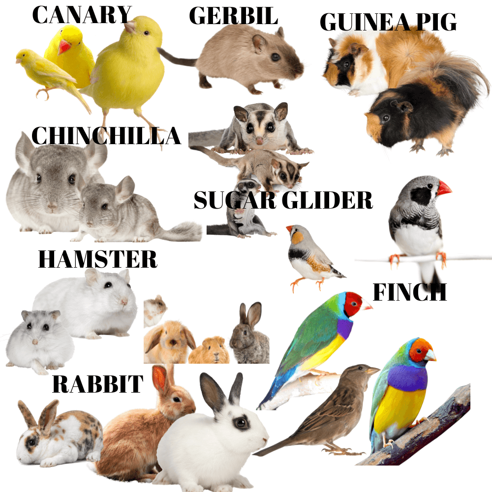 1630 Small Rattle - Bonka Bird Toys