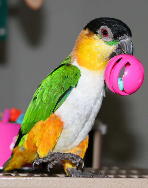 1409 Pk4 Foraging Bell Ball Foot Toys BOGO BUNDLE BUY ONE GET ONE FREE! - Bonka Bird Toys