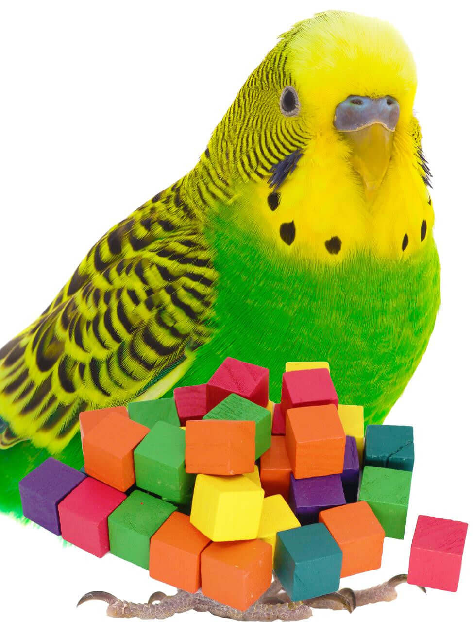 1224 Pk35 Colored Mini Wood Chewy Squares Blocks - Bonka Bird Toys