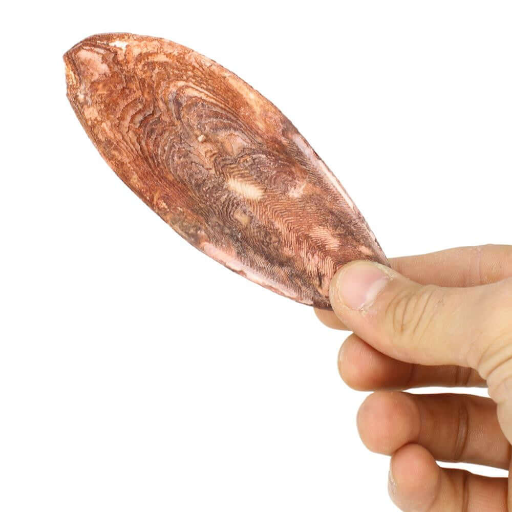 30003 Medium Cuttlebone Peanut Flavor - Bonka Bird Toys