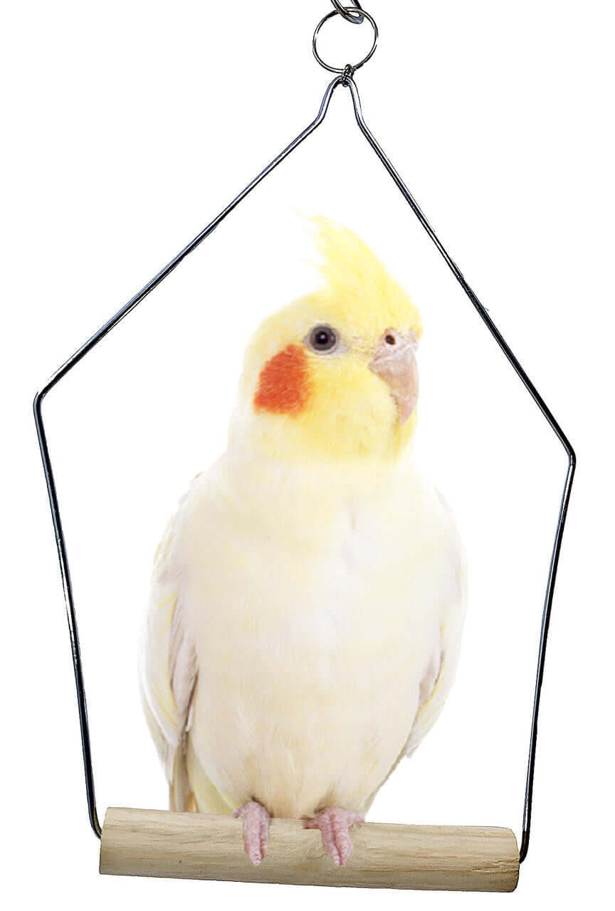 3289 Medium Wooden Perch Swing ON SALE! - Bonka Bird Toys