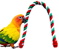 A colorful parrot near a bird rope perch highlighting bird rope perch benefits.