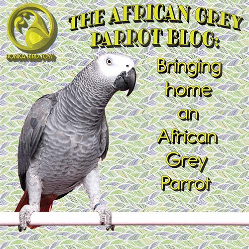 The African Grey Parrot: Bringing Home an African Grey