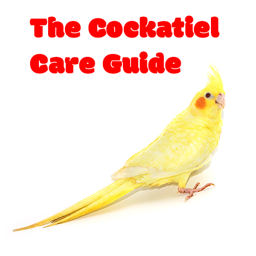 What's Involved in Caring for A Cockatiel?