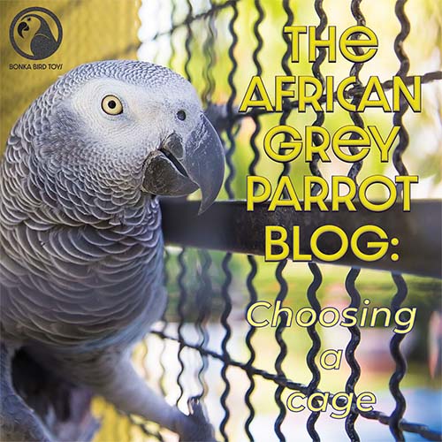 The African Grey Parrot: Choosing a Cage
