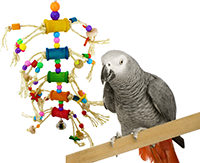 A grey parrot next to a colorful medium preening bird toy on a perch.