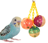 A colorful parakeet with the best bird toys for parakeets hanging nearby, suitable for pet enrichment and play.