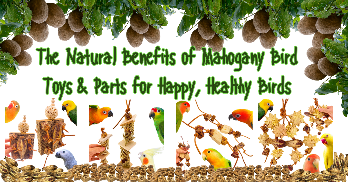 Various mahogany bird toys benefits showcased with vibrant birds and natural elements for healthy pet enjoyment.